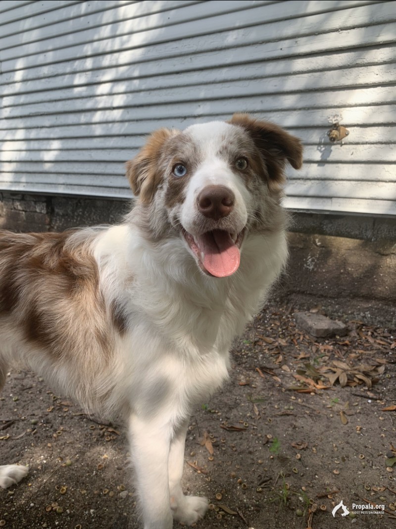 Пропала собака. Помогите вернуть