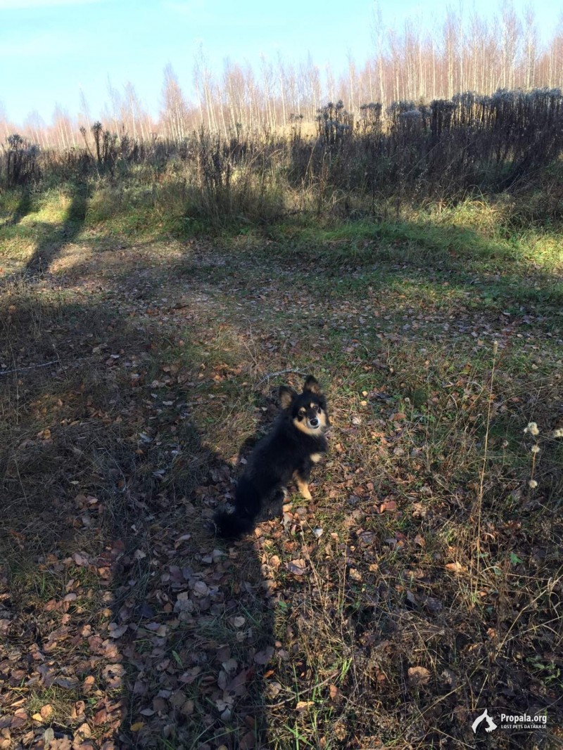 Пропала собака.