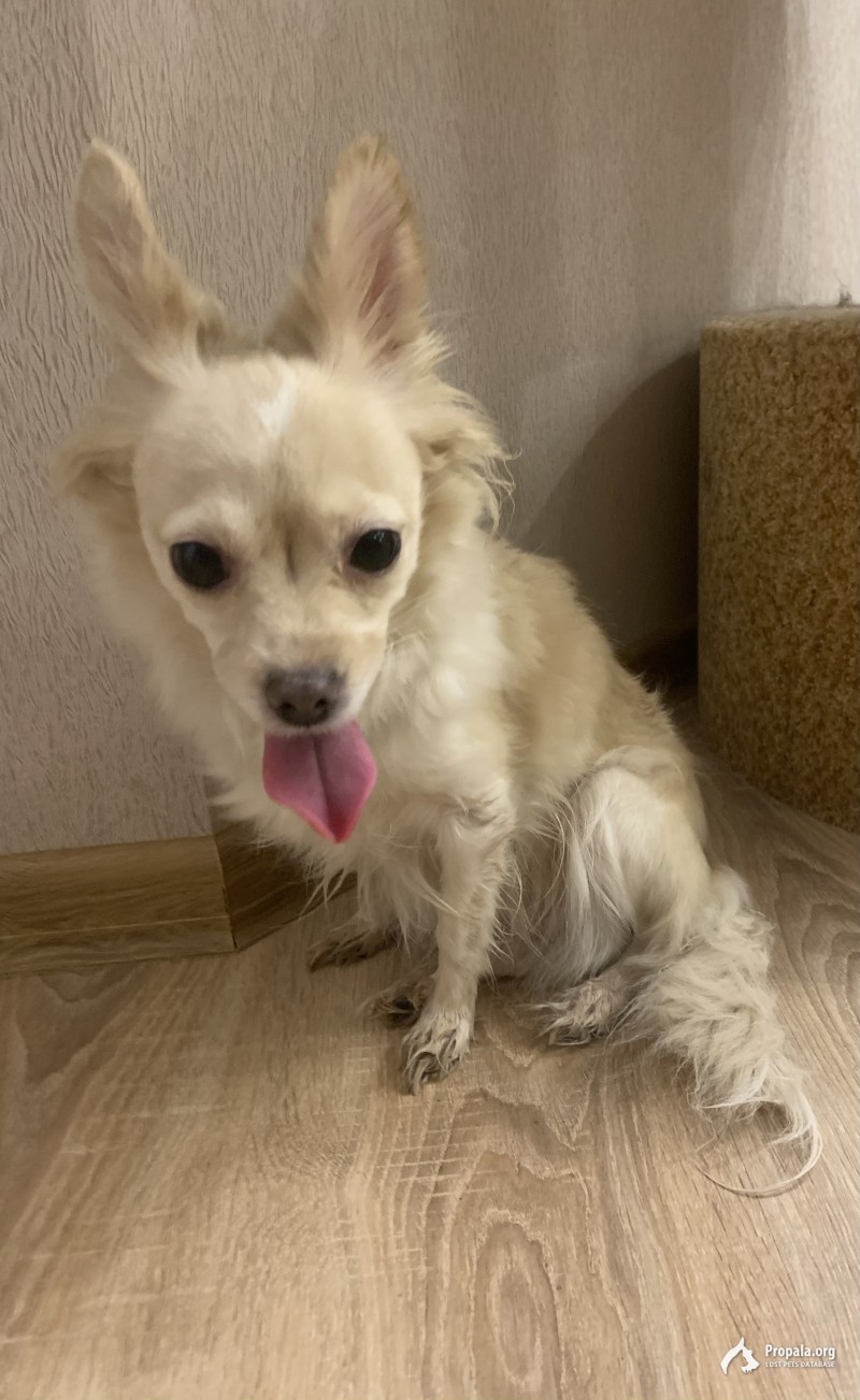 Найдена Чихуахуа