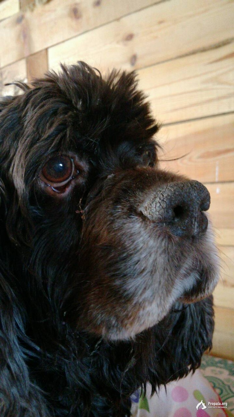 Пропала собака