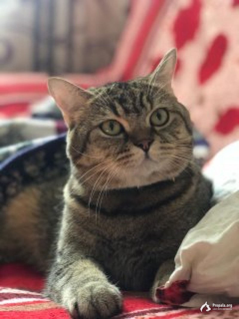 Пропал кот . Зовут Арчибальд . есть черный ошейник