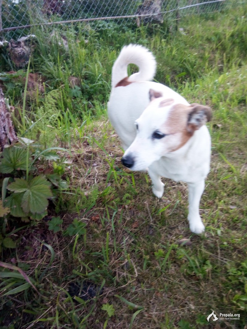 ПРОПАЛА СОБАКА