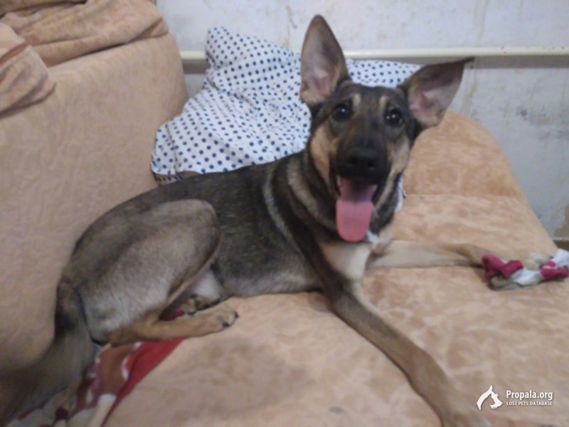 Пропала собака