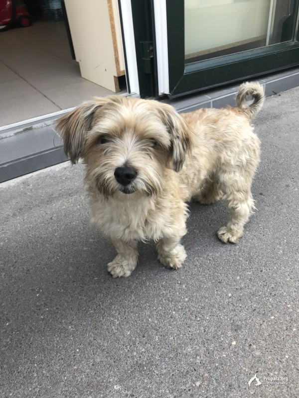Найдена собака у Центрального рынка Калининград
