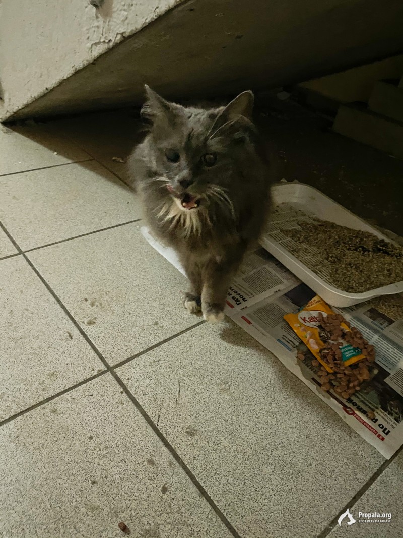 Котик остался на улице зимой