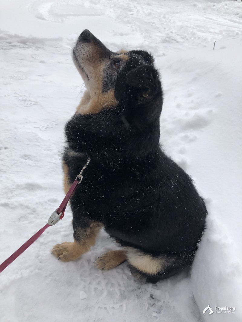 Собака в добрые руки