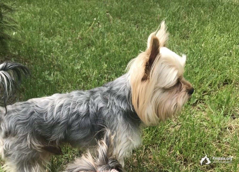 Пропал Йорк