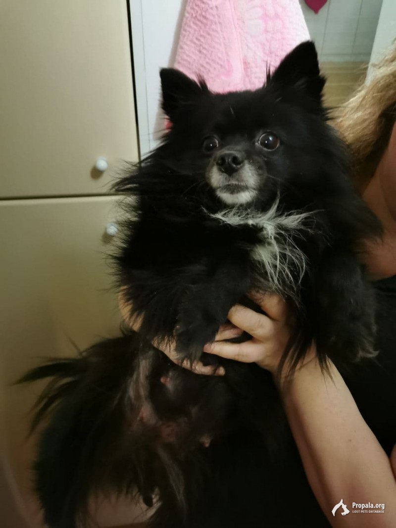 Потерялась собака. Приморский район.