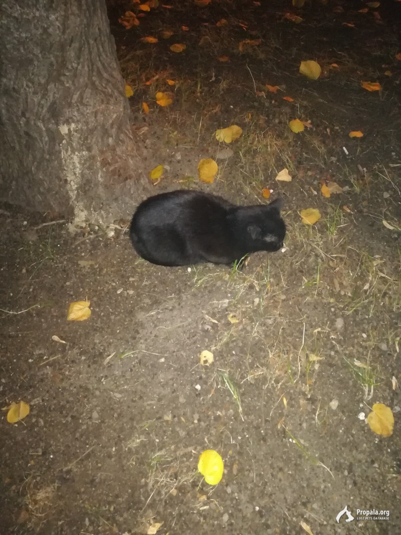 Найдена черная кошка в Перово