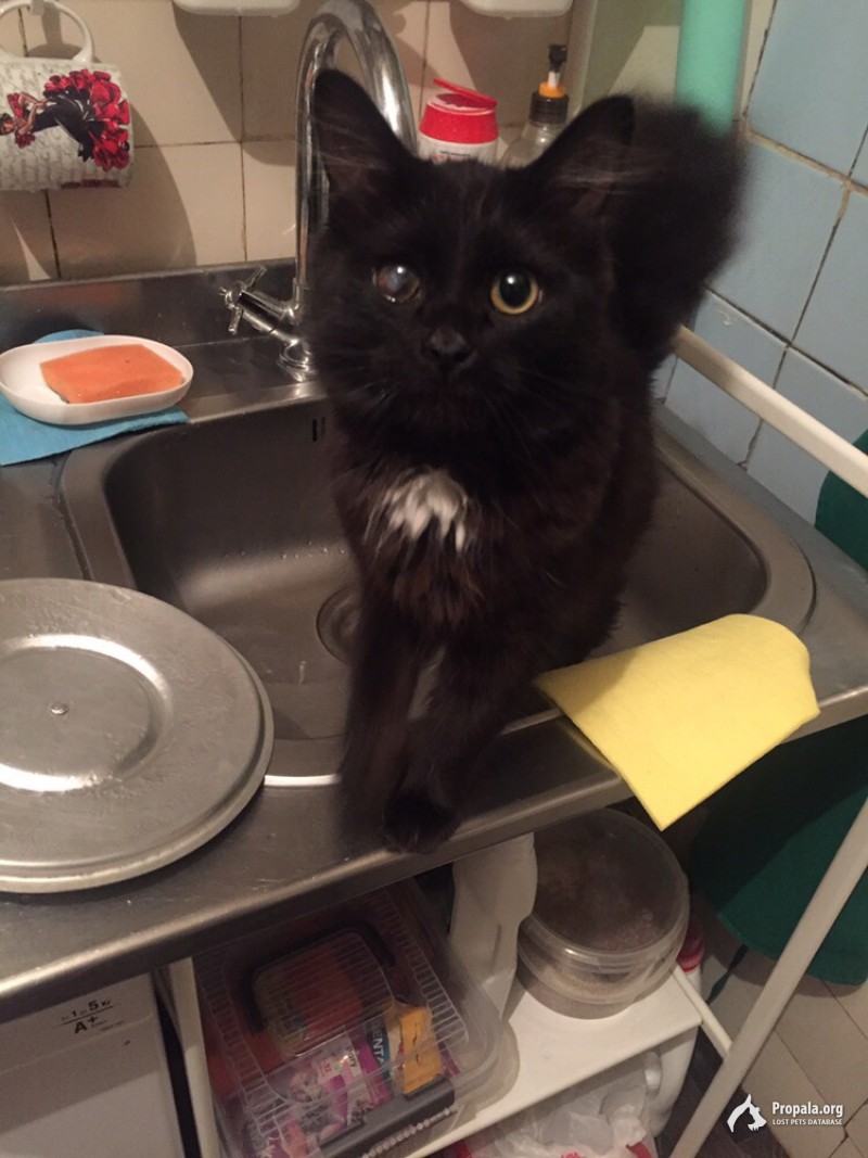 ПРОПАЛА КИСКА 26.07.2020.