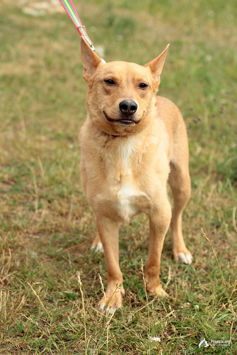 Красивый и нежный пес Дункан ищет дом, 1,5 года.