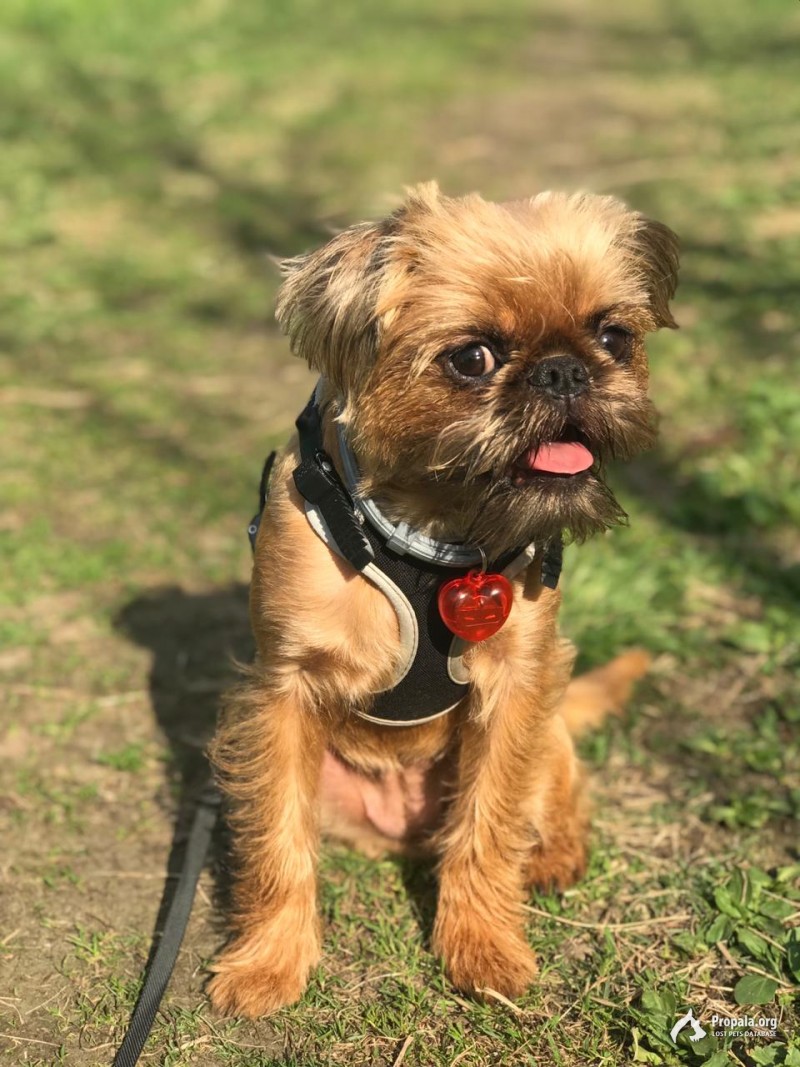 Пропала собака гриффон