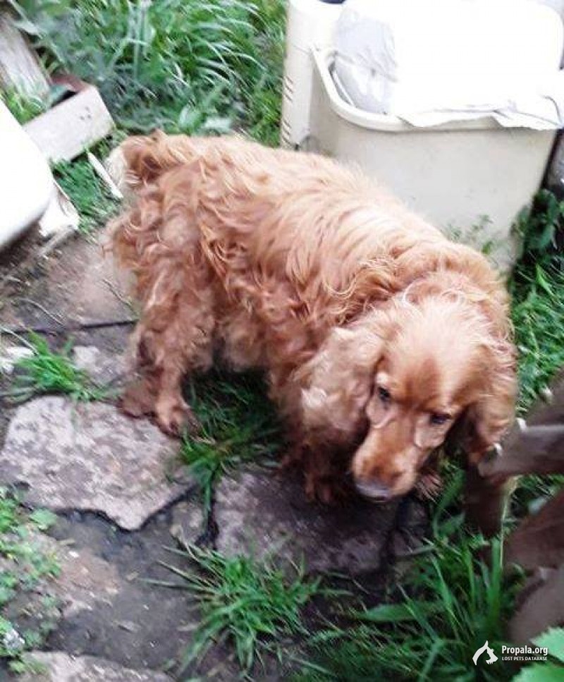 10.08 кокер спаниель Апрелевка