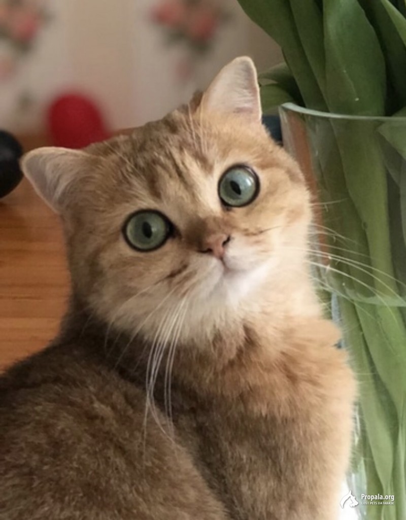 Пропала кошка