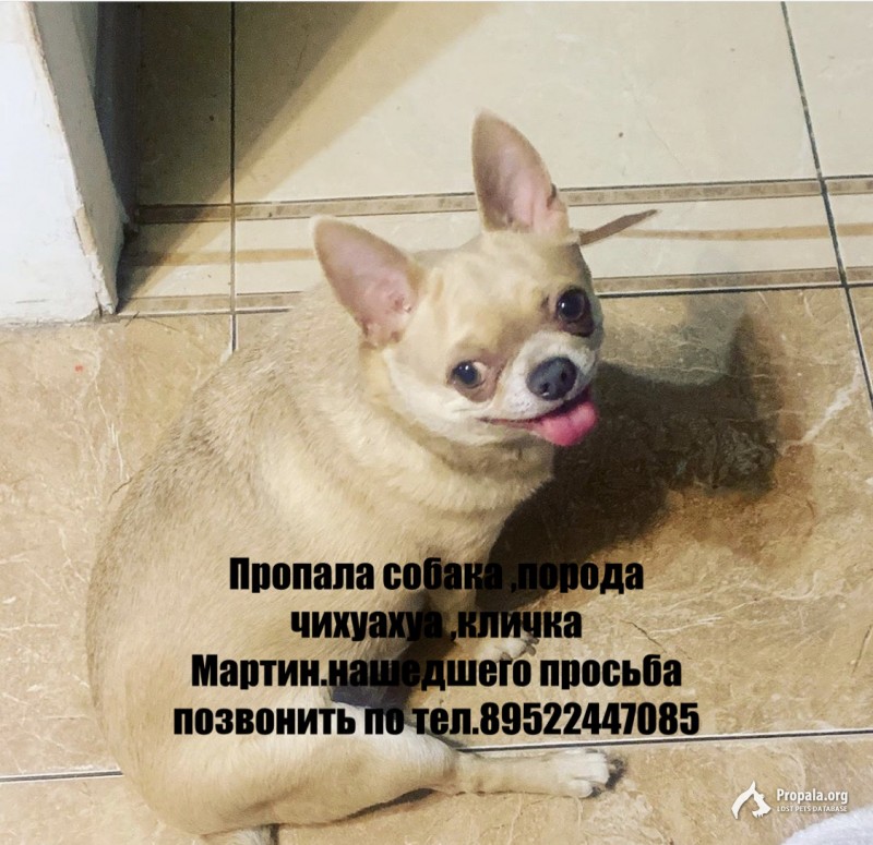 Пропала собака