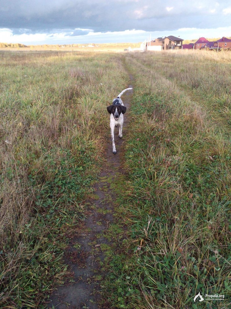Найдена собака!!!