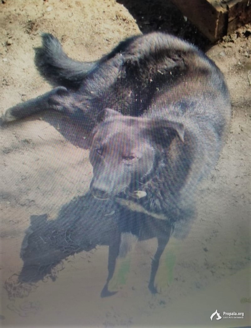 ПРОДОЛЖАЕМ ПОИСКИ СВОЕЙ СОБАКИ!!!