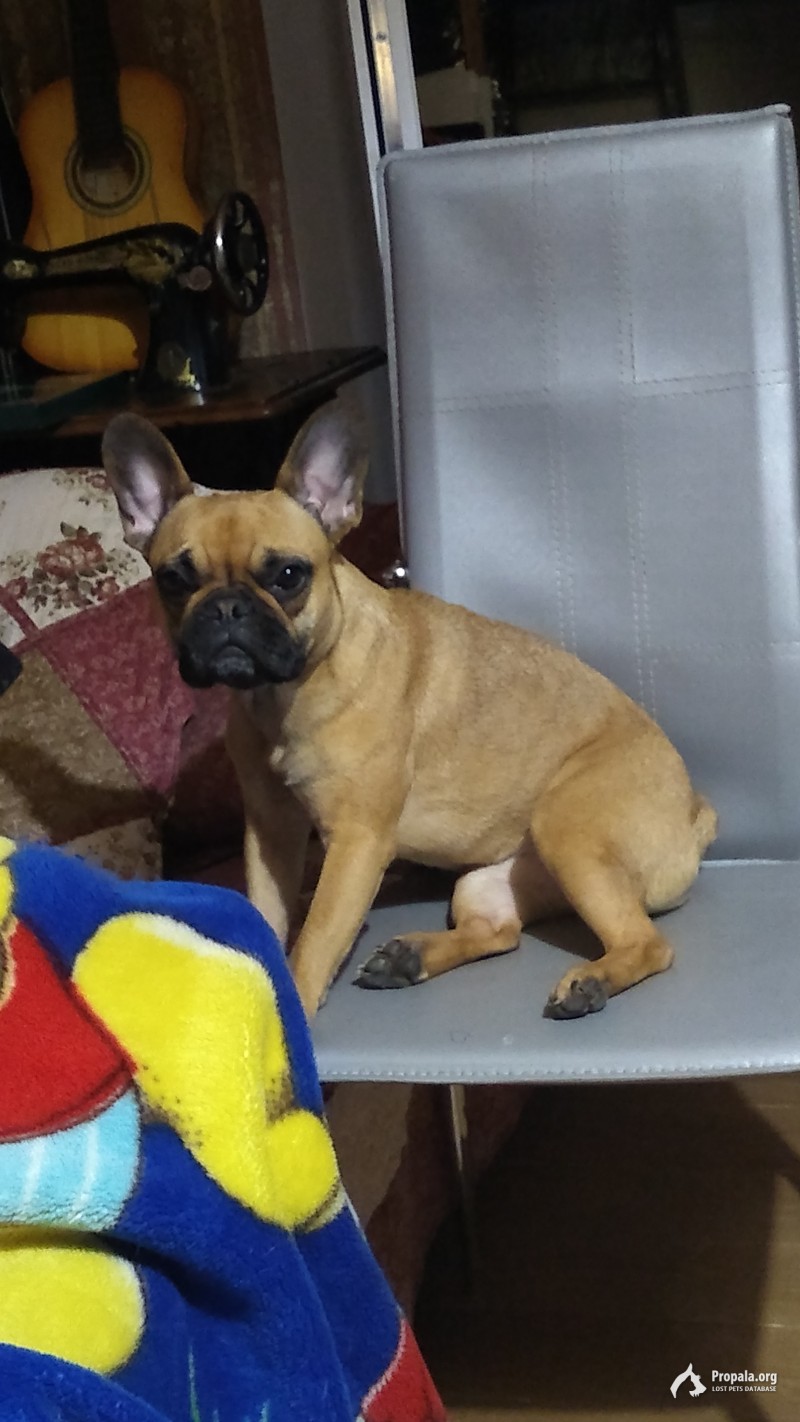 Потерялся Французик!