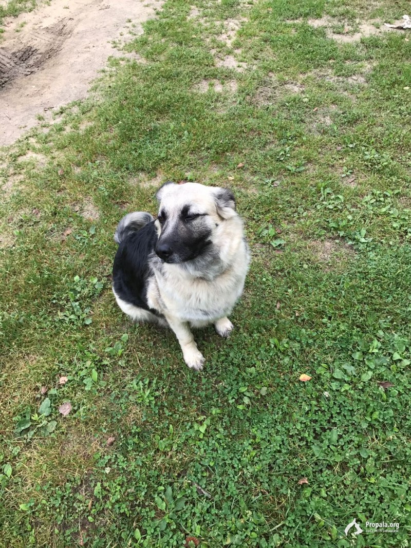 Пропала собака!