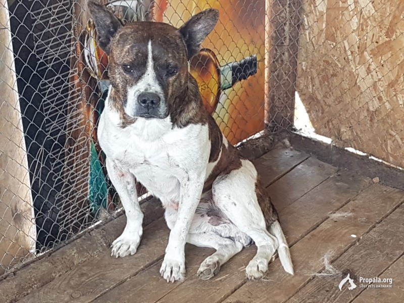 найден собакен очень классный