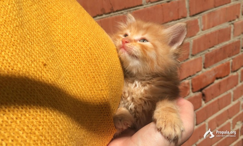 Непоседливые малыши в добрые и заботливые руки