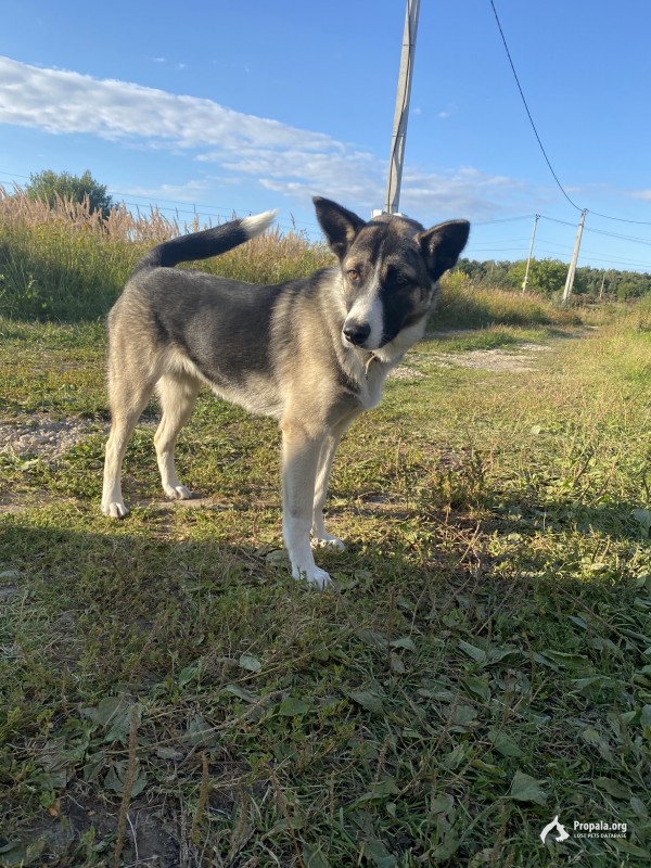 Пропала собака, Лайка , Арчи