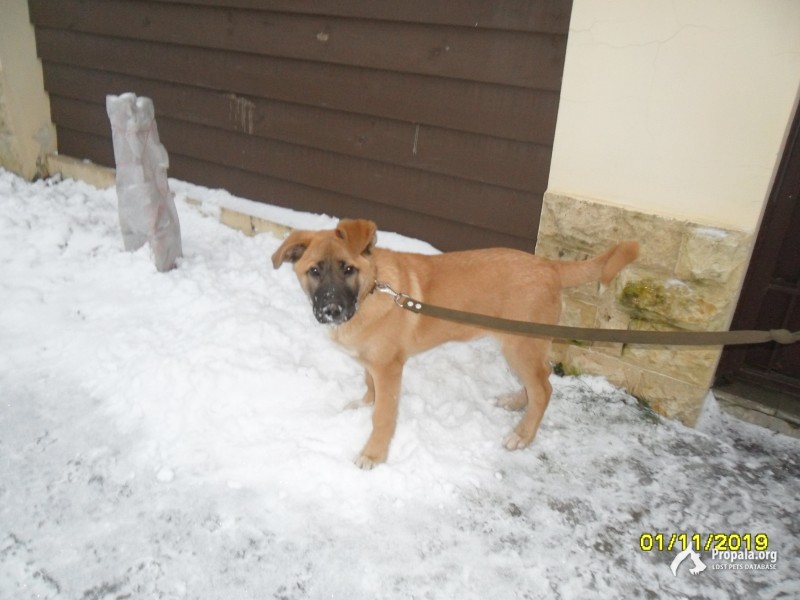 Щенок в добрые руки