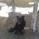 пропала черная собака среднего размера 