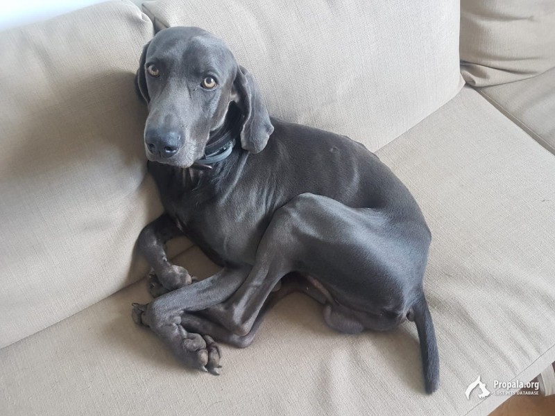 Пропал Веймаранер