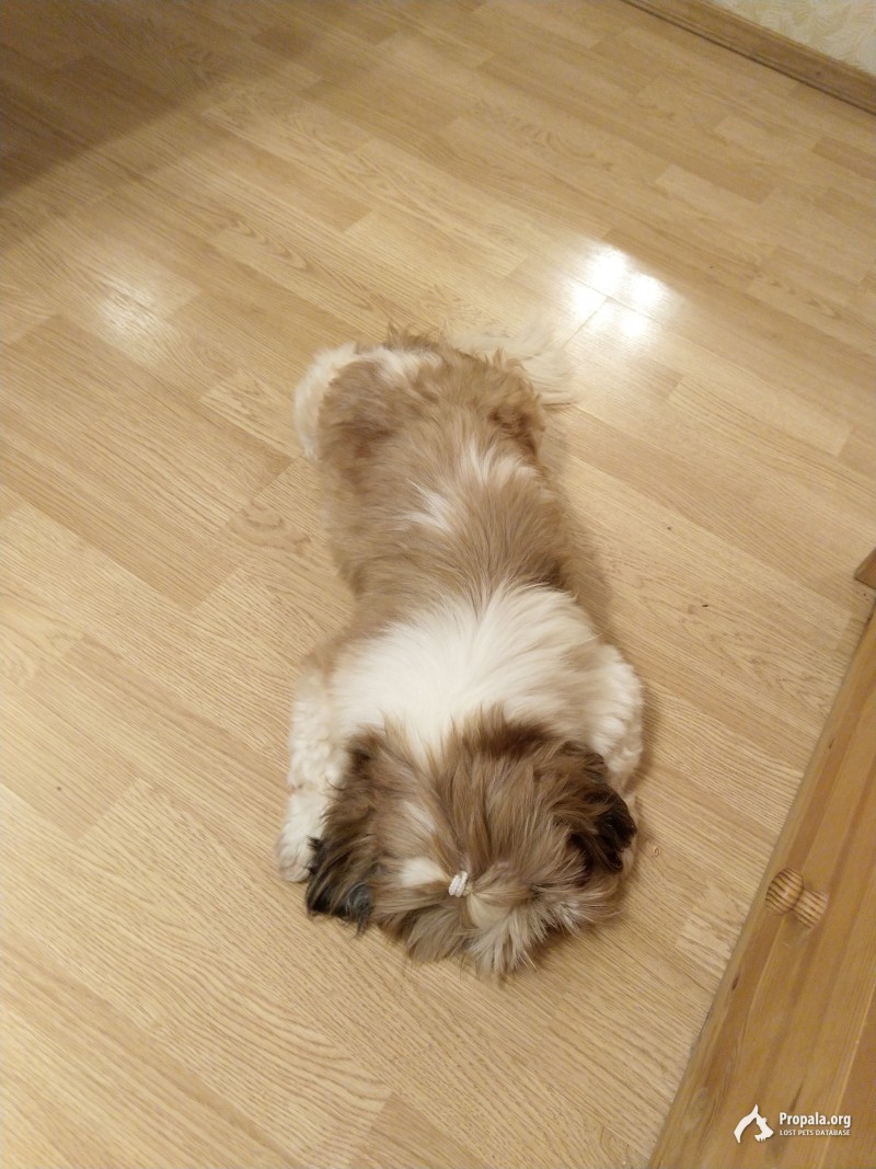 Найдена собака среднего размера. Кабель.