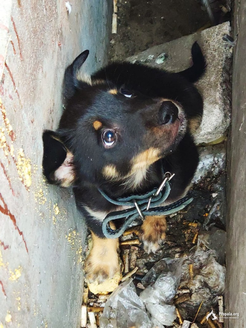 Найден щенок в районе ст.м. Медведково