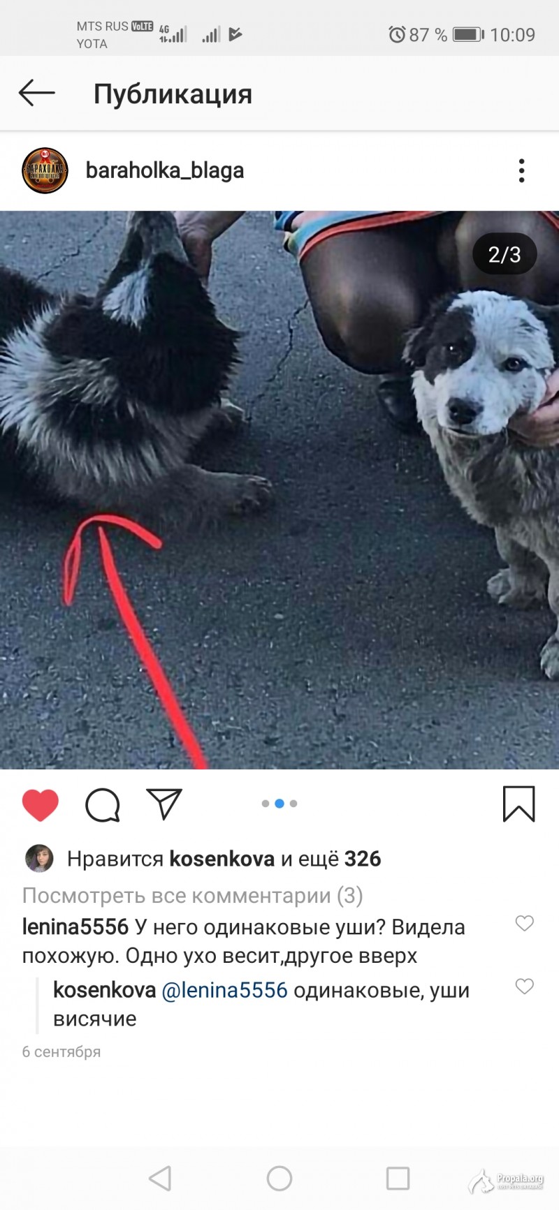 Пропала собака