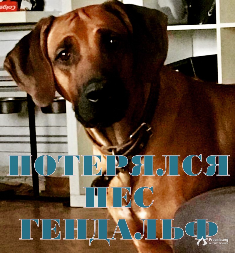 Большой рыжий пёс, на спине полоса