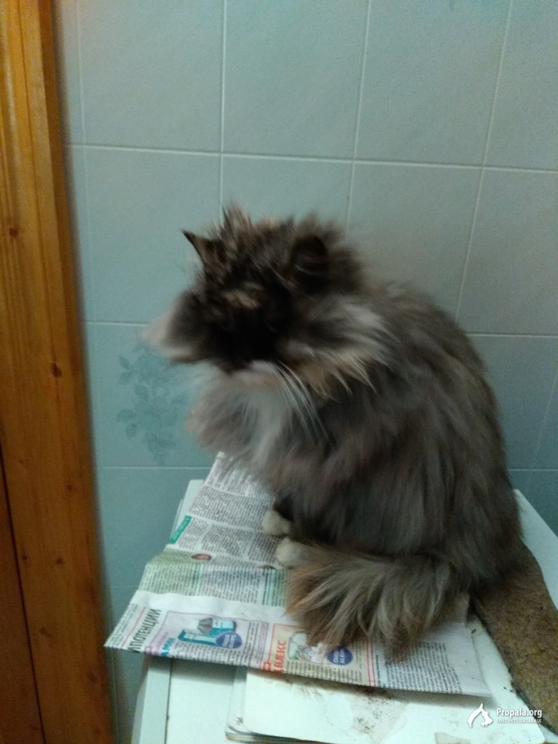 Пропала кошка!