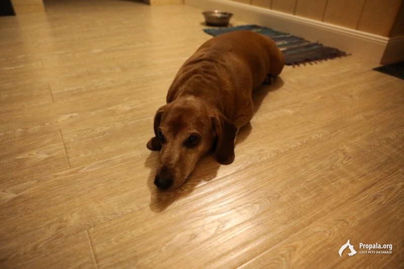 КРАСНОЯРСК - 6 августа найдена такса