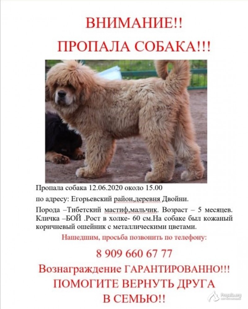 Пропал щенок Тибетского мастифа