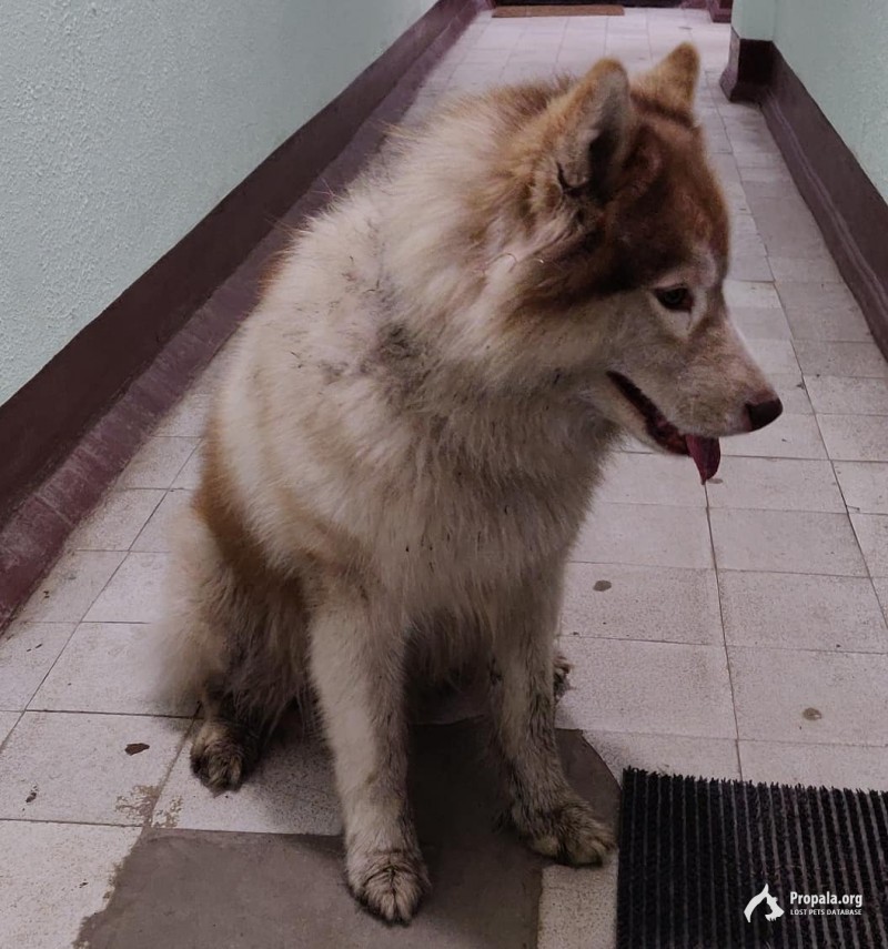 Нашлась лайка бело-коричневая