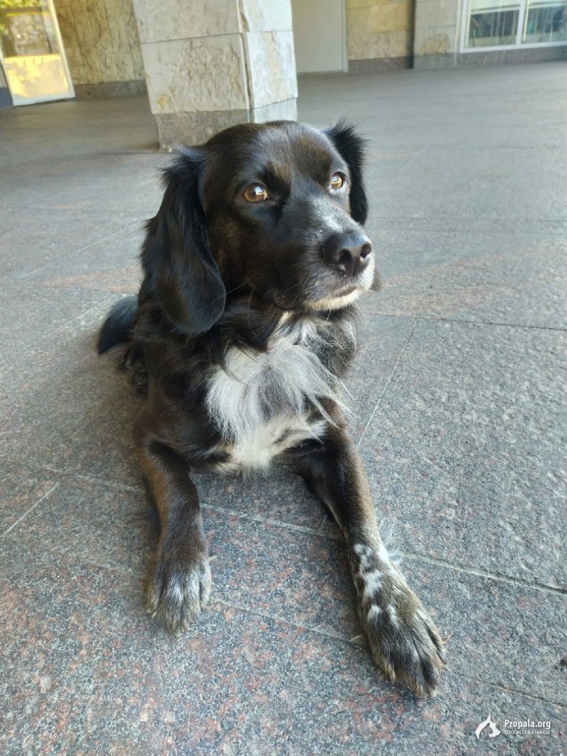 НАШЛАСЬ СОБАКА У СТАНЦИИ МЕТРО УДЕЛЬНАЯ