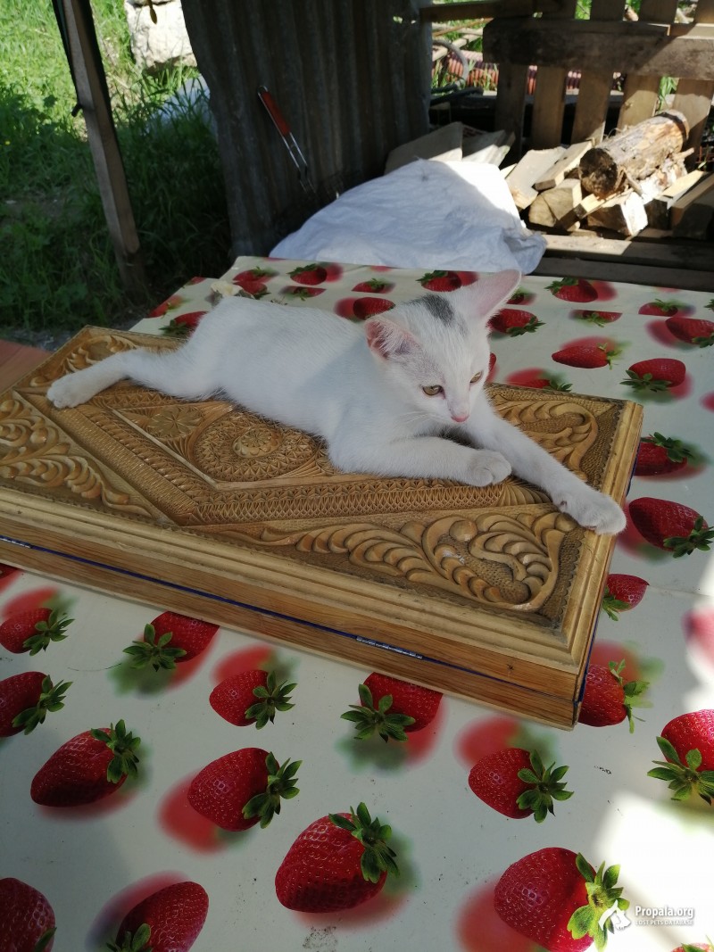 Пропал котик белый с чёрным пятнышком на голове