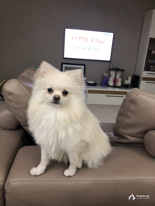 Пропал щенок!