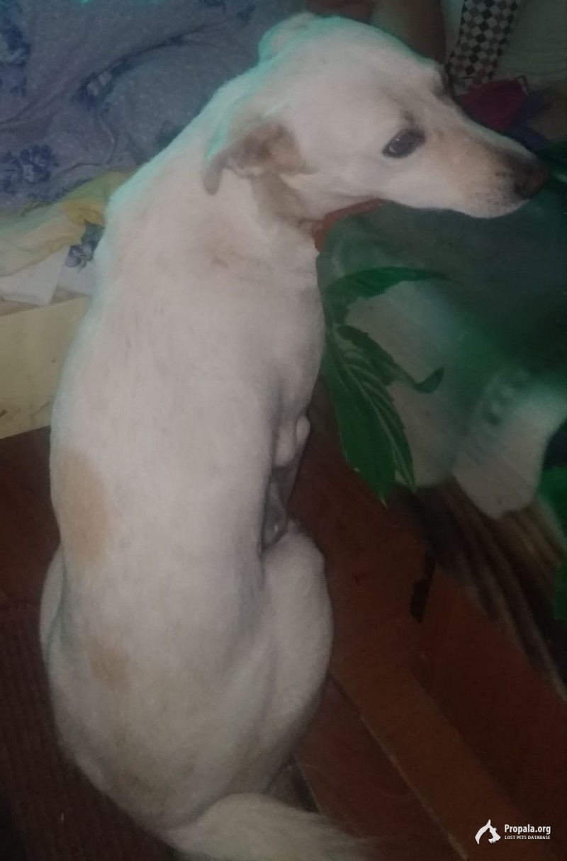 Пропала собака.