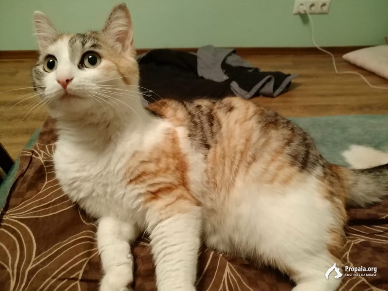 Пропала КОШКА!!! 18 октября вечером