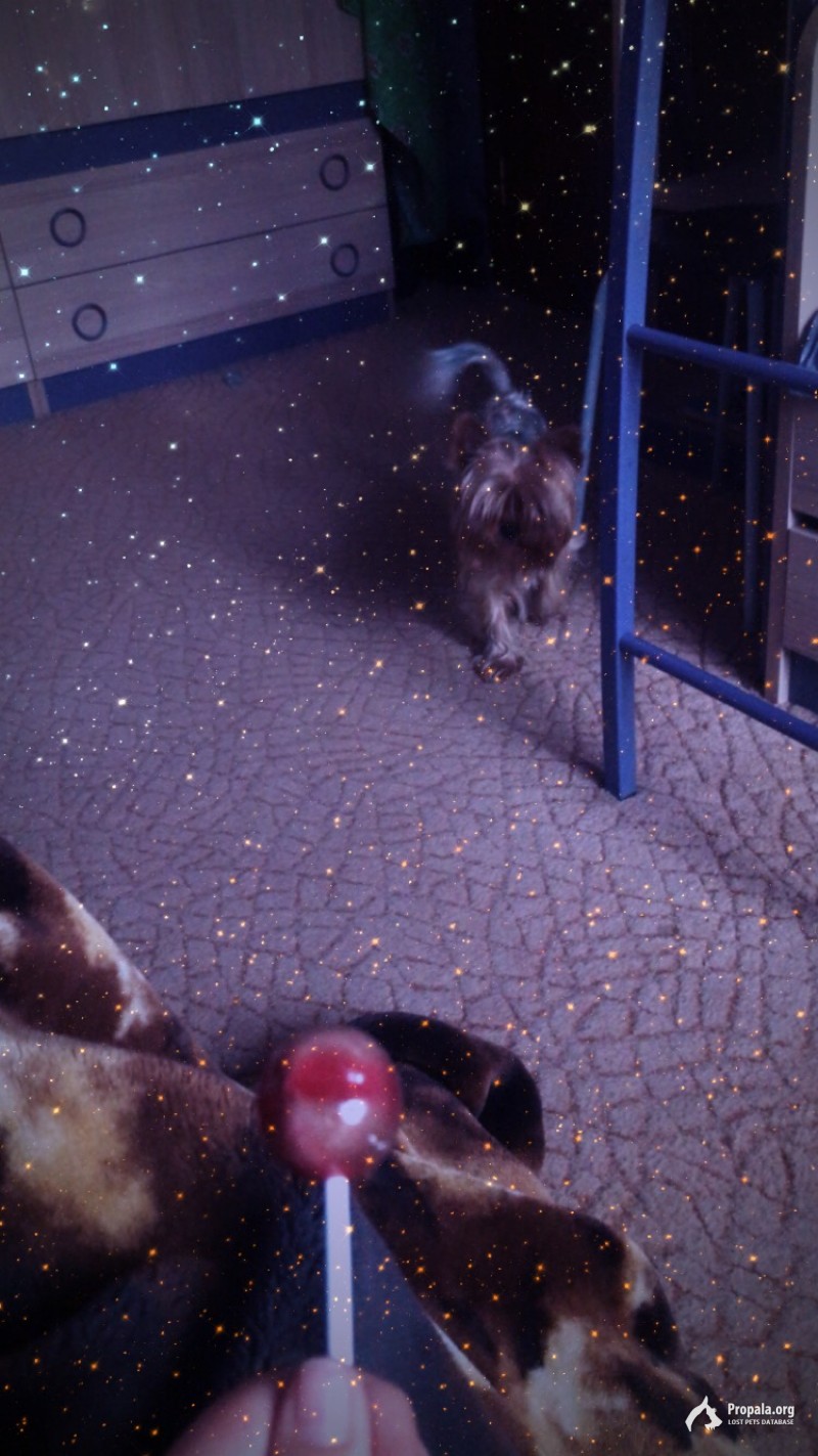 ПРОПАЛА СОБАКА