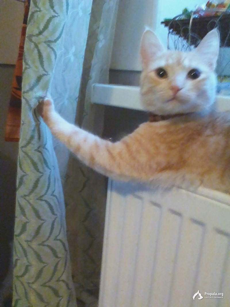 Пропала кошечка