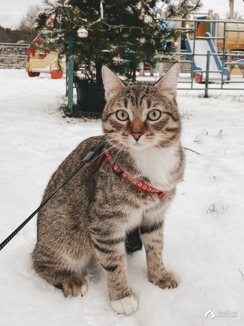 Потерялся кот!