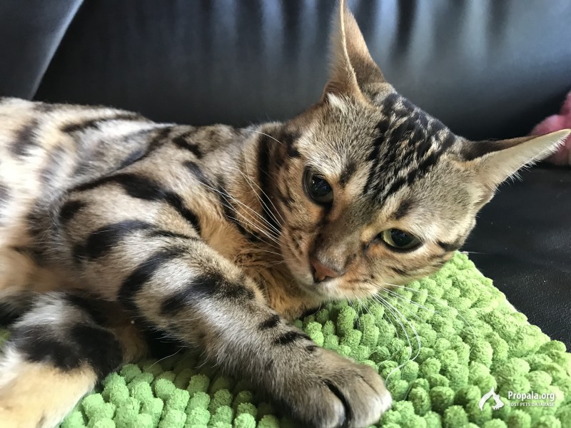 Найденна кошка ! Бенгал! Ганусово!