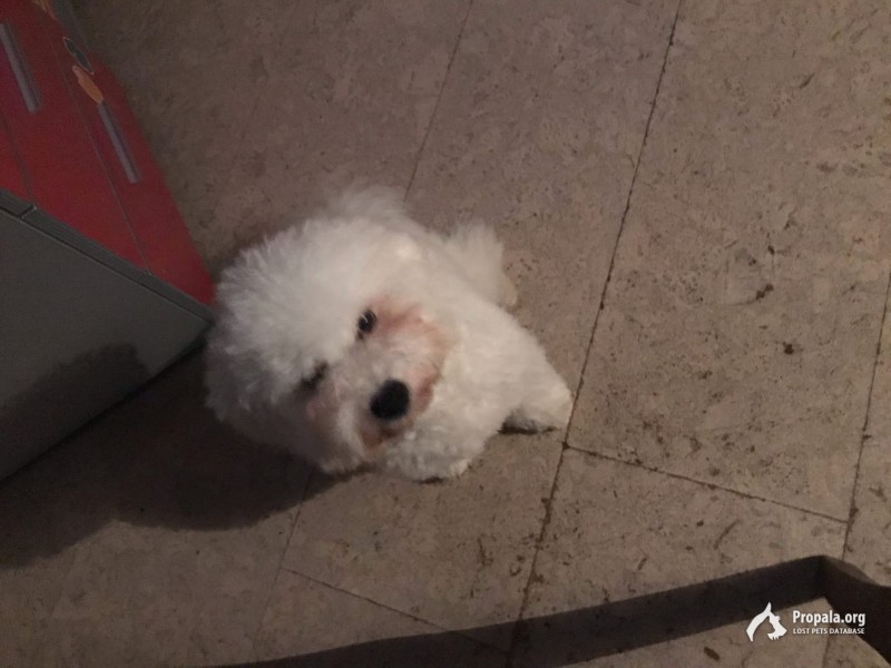 Пропал бишон фризе! Кличка Алекс