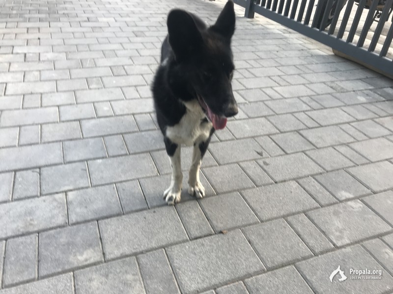 Собака ищет хозяина