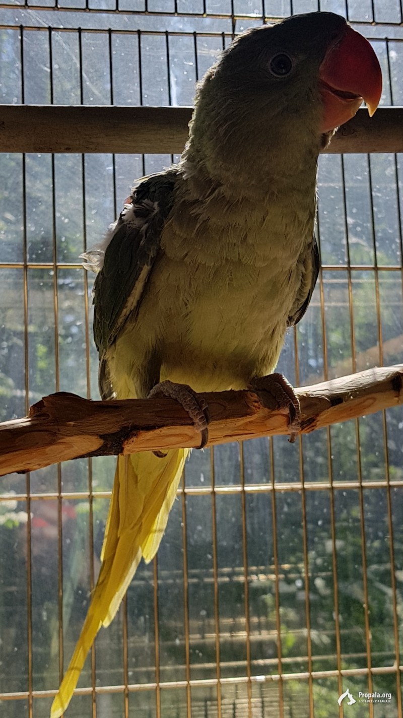 Пропал александрийский попугай