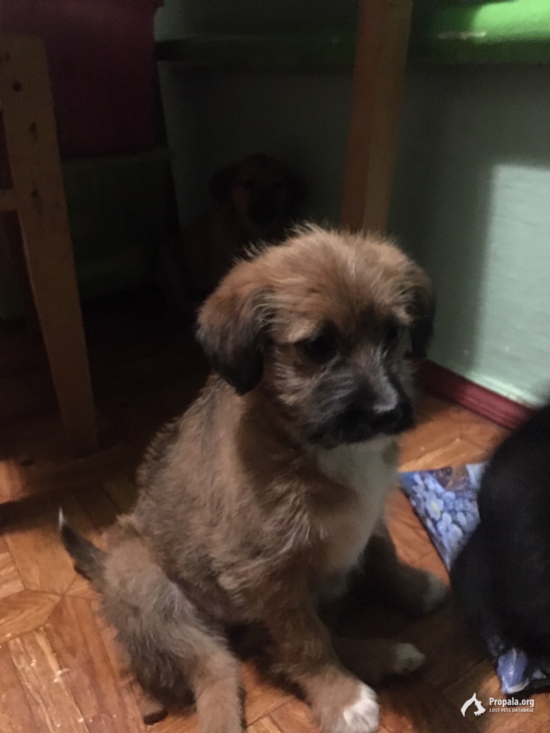 Прекрасные щенки даром